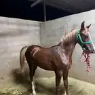 فرس شعبي