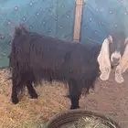 عنز تالي حليب مقرعه