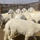 رخال حريه مقاني صنف
