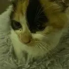 قطه عمرها شهرين للتبني