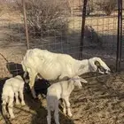 نعجه متاوم