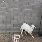 نعجه دافع