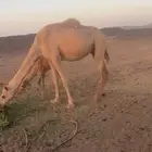 ناقه خلفه