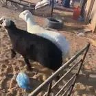 جميع انواع الذبايح مع الصلاخه والتوصيل