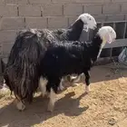 شاه نجديه