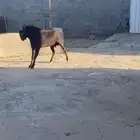 تيس فحل مشروط سن سديس مقلع