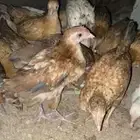 صوص بلدي للبيع