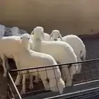 للبيع بهم طيب العدد 13