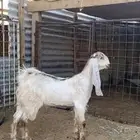 جفره عارضيه مطوره خصمم