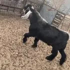 تيس عارضي فحل تم البيع