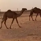 بكره شعلا تماميه
