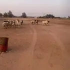 غنم مسروقه اللي يحصلهن له مبلغ 5 الاف