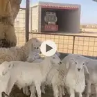 غنم مواليد