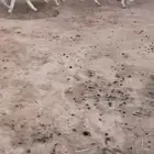 مطورات خصصم الخصم