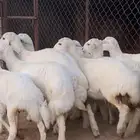 10 رخال كفو كفو