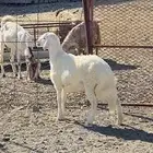 طلي مقفل شحم وطرف وشعره مشالله