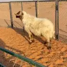 خروف فحل نعيمي