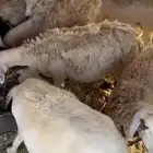 ضان عددها 14 مولده 4 وعشر مضاريع والعلم عند الله