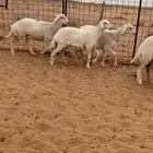 رخال حريات طيبات