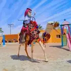 أيجار خيول وجمال