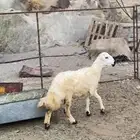 رخل فل الفل شحم مقفله ضهر وذيل مشالله