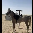 حصان شعبي