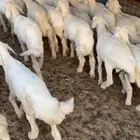 بهم تربيه تم البيع اضغط متابعه يصلك كل جديد نعرضه