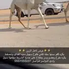 بكره كفو