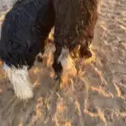 للبيع رخال السن جذع نجد