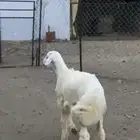 طلي شحم وطرف ونضيف شرط