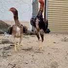 للبيع دجاج شامو يباني اصلي