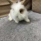 ارنب مهجن انثى نذر لاند و اب هولند لوب