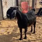 الساري
