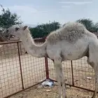 قعدان عفر العدد 2