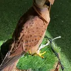 باشق  شبوط شرياص   للبيع