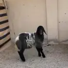 رخل طيبه ذبح او مقنوي