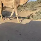 بعير باتلي السن ثني