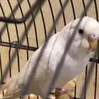 للبيع بدجي طيور حب بدجي ابيض