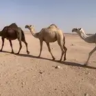 للبيع بكره شقحا لقية