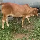 للبيع خبشه و تيس