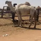 بعير باتلي اوضح