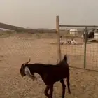 تيس ادهم باكستاني