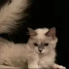 قط شيرازي هملايا