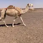 ضروبه شقحاء