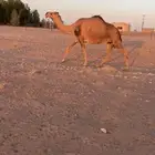 لقحه حمرا موطي للبيع