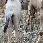 قعدان لباني