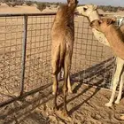 قعدان حليب شرط ونضيفه عمرها 5 شهور