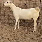 عنز حايل فل شحم