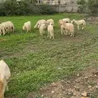 ضان مقاني مراح