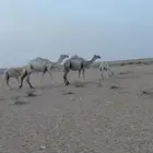 عشاير اباكير وتحتهن بكار
